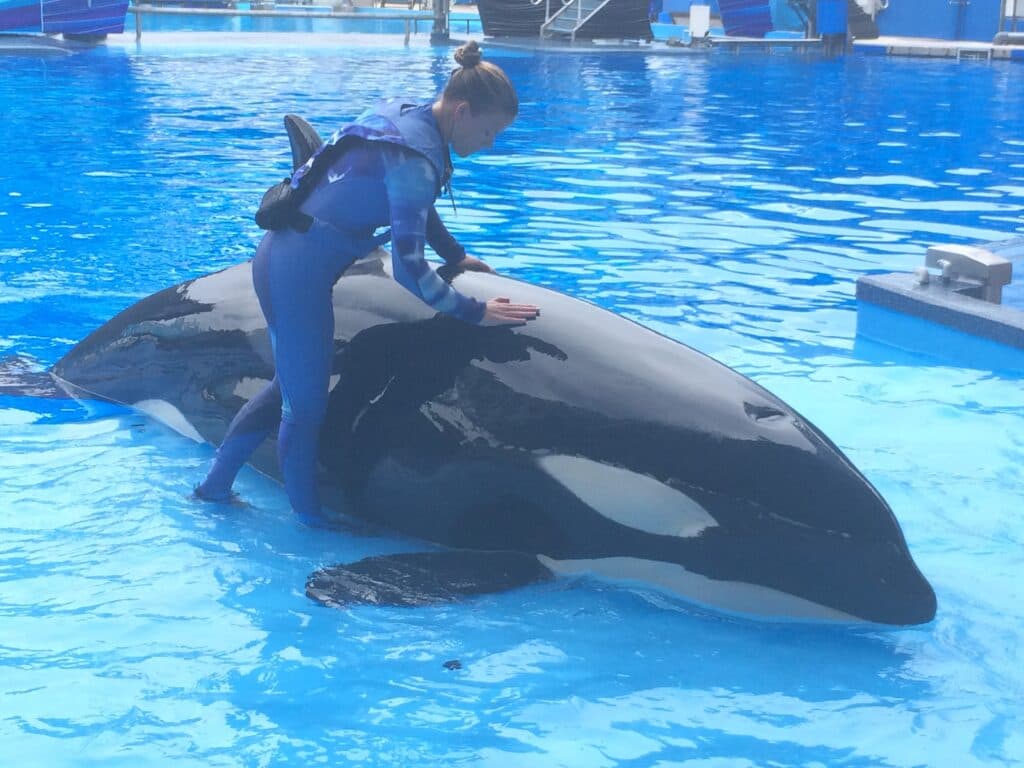 uma baleia no tanque de água com sua treinadora no parque temático SeaWorld Orlando