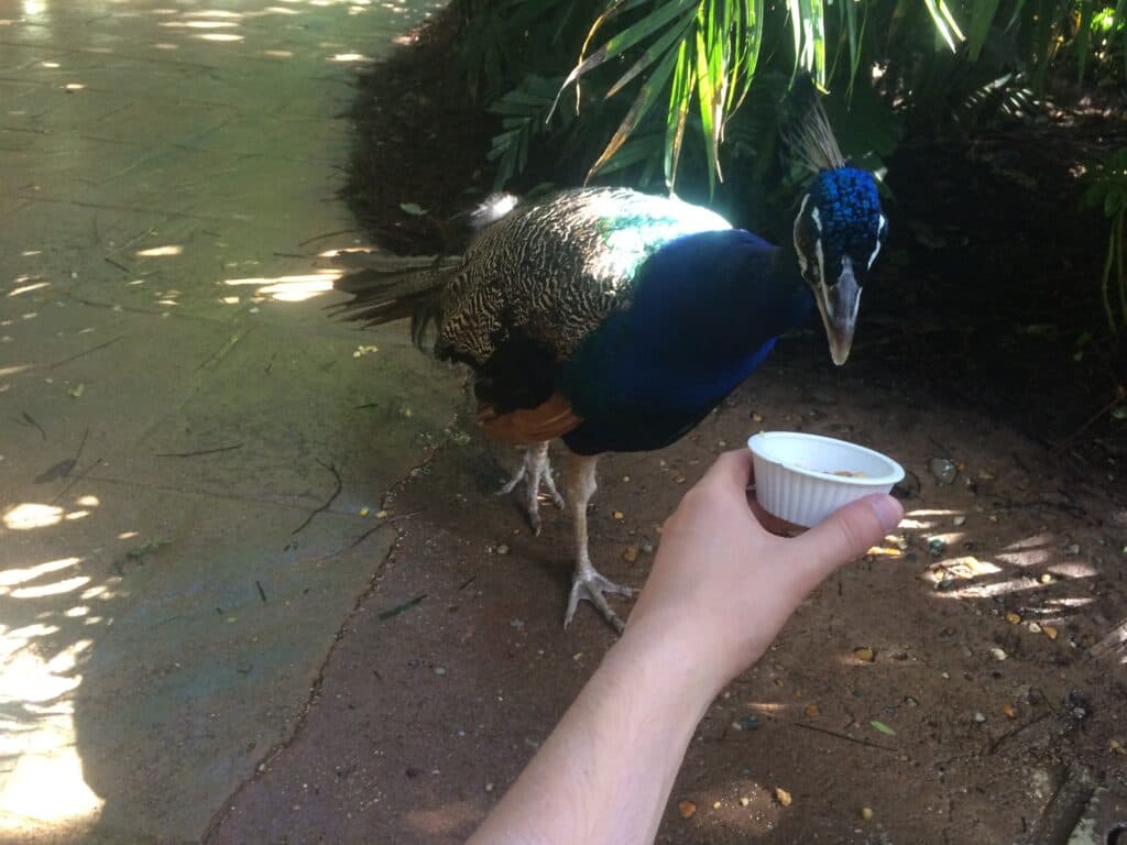 foto que mostra uma mão oferecendo frutinhas em um pote para um pássaro exótico que passeia em seu habitat no parque Discovery Cove, da rede SeaWorld Parks em Orlando