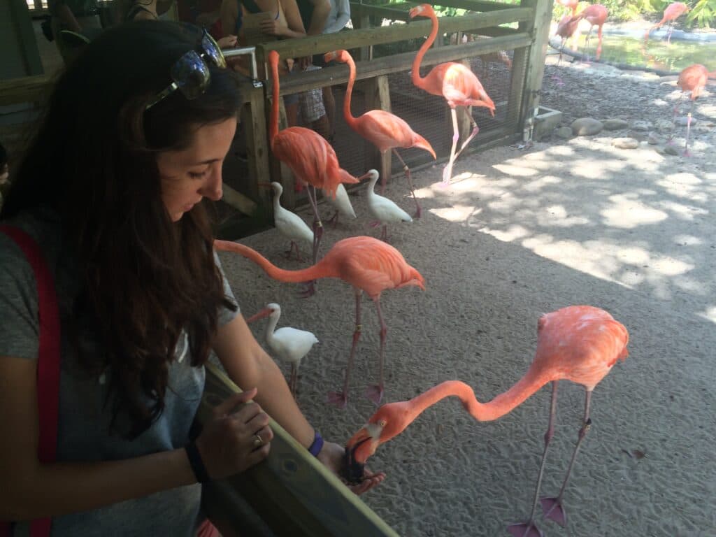 Área do parque Busch Gardens com vários flamingos bem rosados, junto a outros pássaros brancos. Os flamingos estão próximos a pessoas. Uma delas mais a frente da imagem, uma mulher jovem, com óculos de sol na cabeça, tem a mão estendida com ração e um dos flamingos come diretamente na mão dela. 